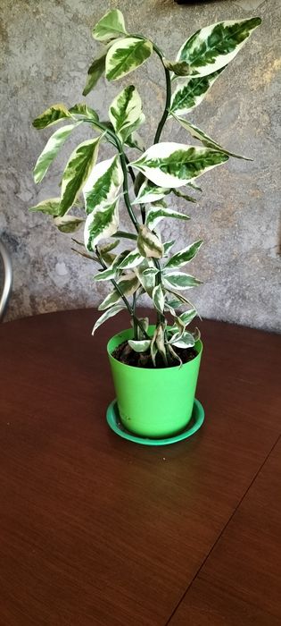 Продам домашние цветы