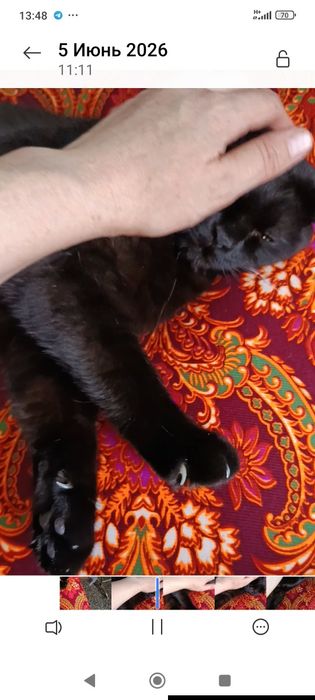 Отдадим британской породы кота .