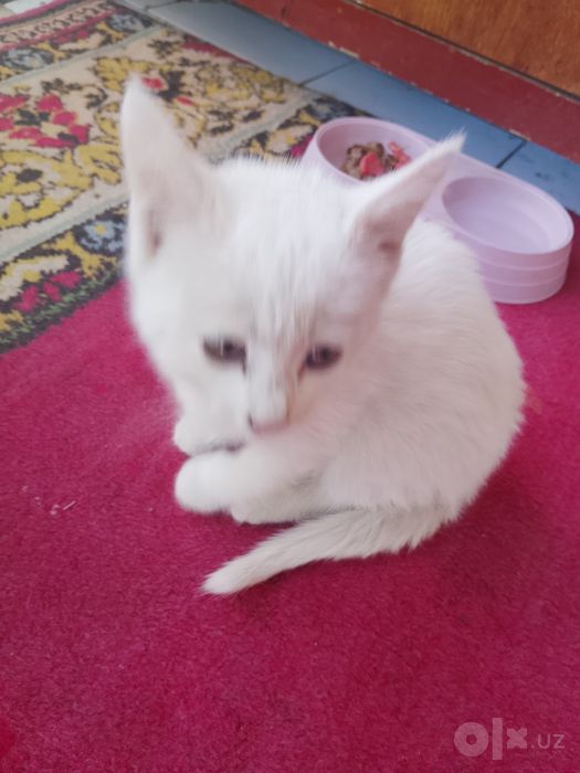 Котёнок маленькая девочка