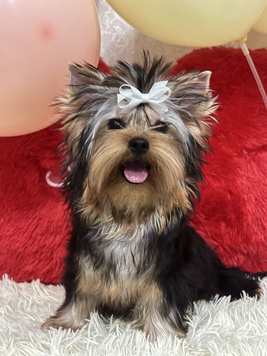 Йоркширский терьер беби фейс