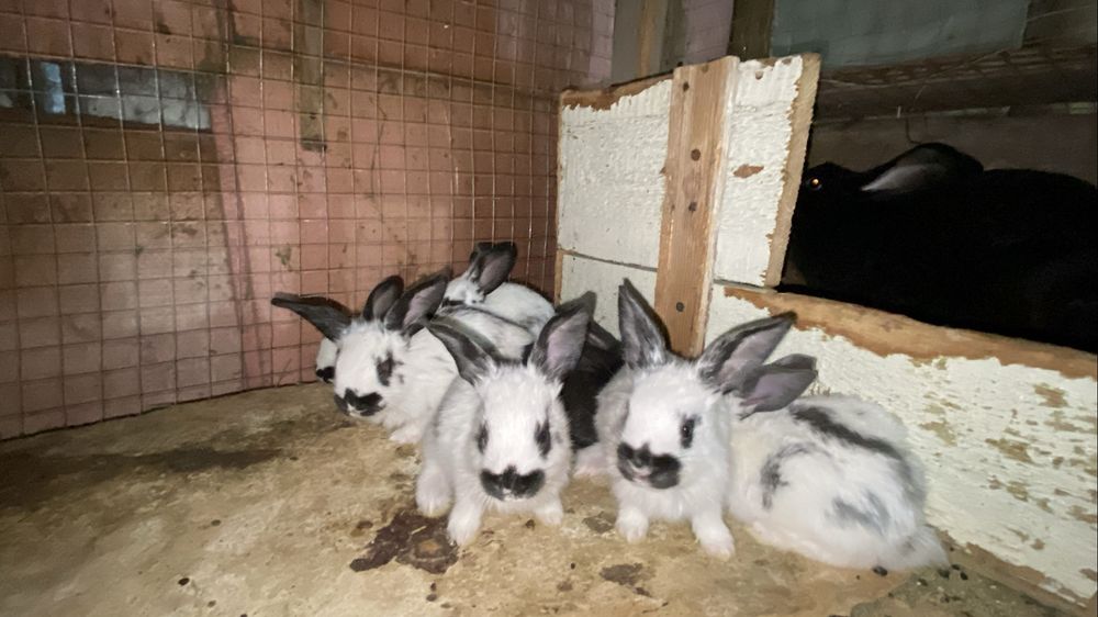 9 ta quyonchasi bilan urg‘ochi quyon sotiladi