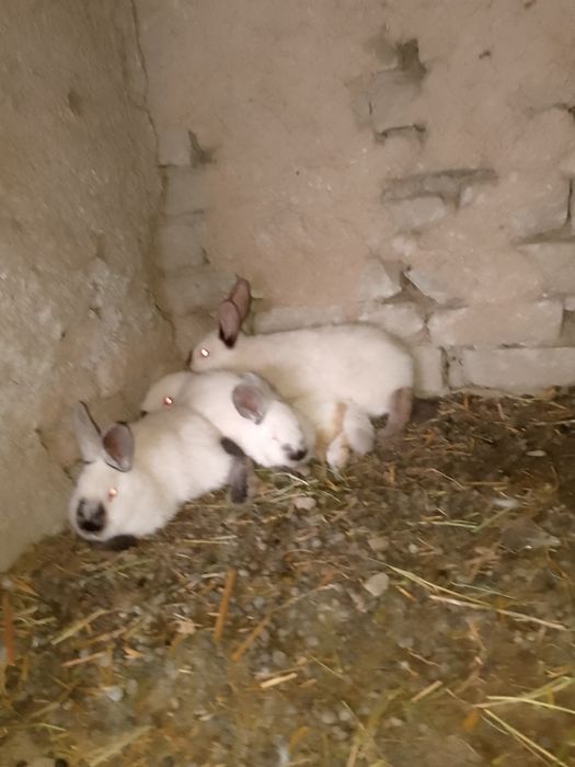 Kaliforniya zotli quyonlar sotiladi Калифор куйон сотилади