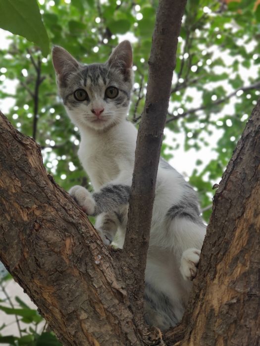 Котята воспитанные, ухоженные