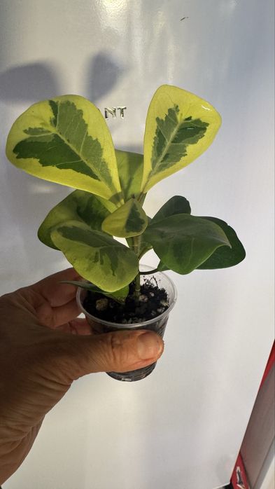 Фикус Коконат  Крем, Мунлайт, БлекДаймонд