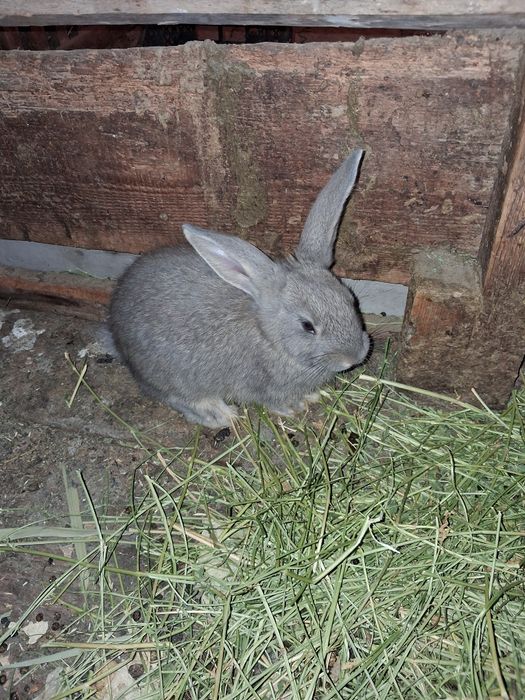 Продаю кроликов  от 2000 выше