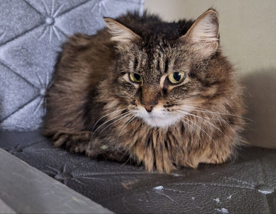 Подари старушке семью