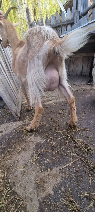 Capra de un an cu un ied (mascul)