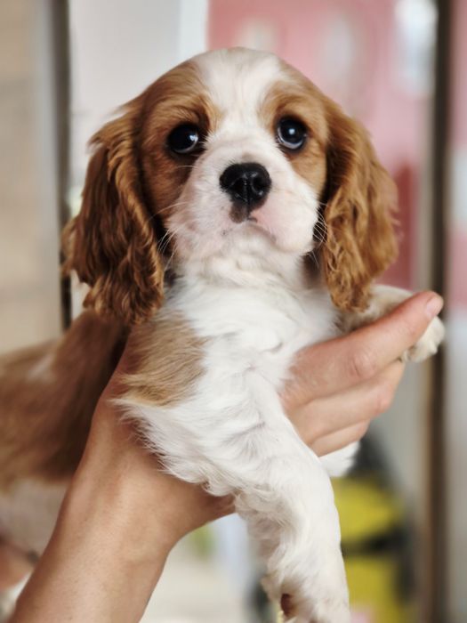 Femela cavalier king charles spaniel