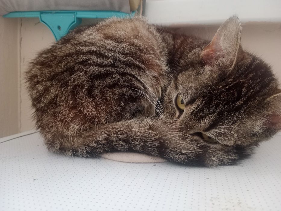 возьмите пожалуйста котят((