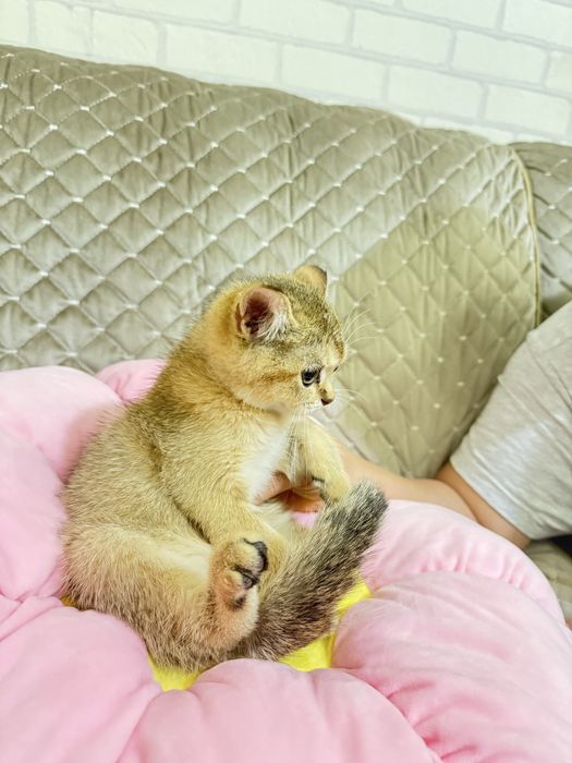 Золатая шиншилла боласи сотилади 2 ярим ойлик