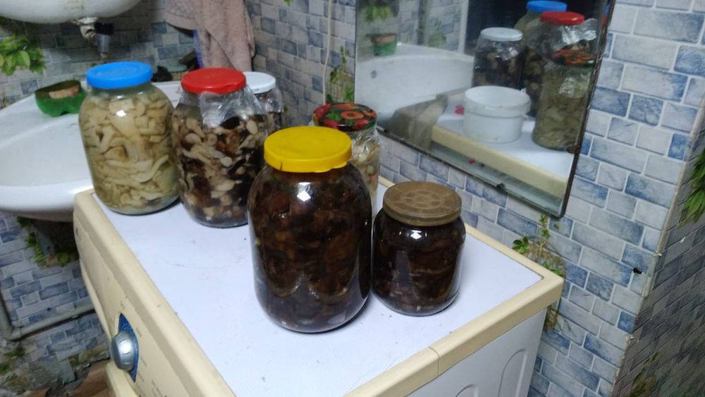 Продам грибы домашние