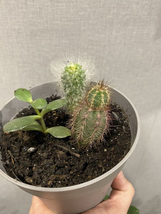 Кактусы и суккулент