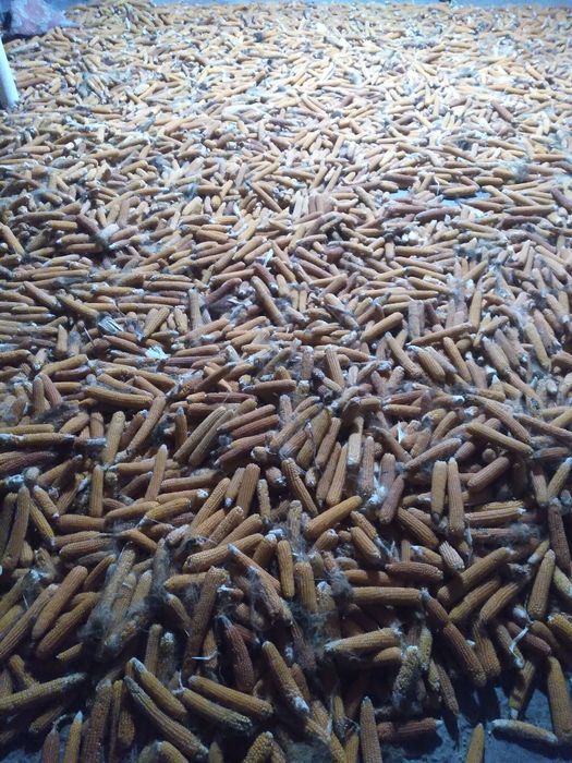 Жухори попкорин сотилади