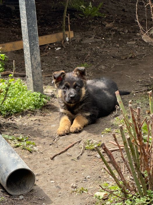 Продам щенков немецкой овчарки