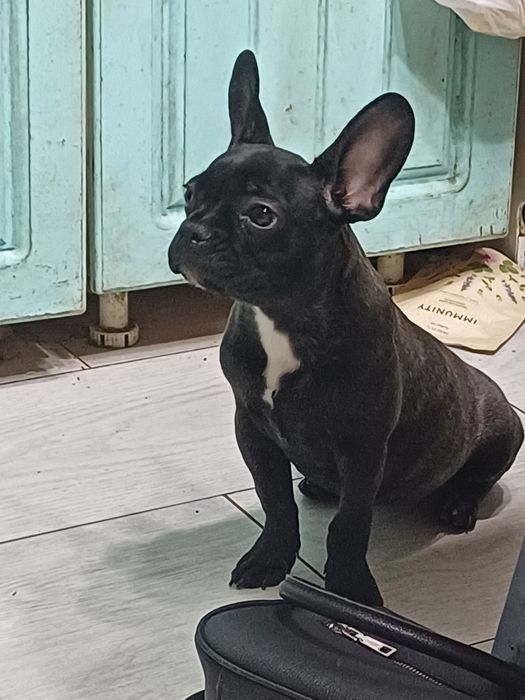 Продам девочку французского бульдога