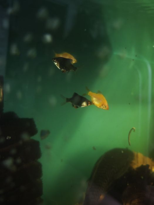 Аквариумные рыбы