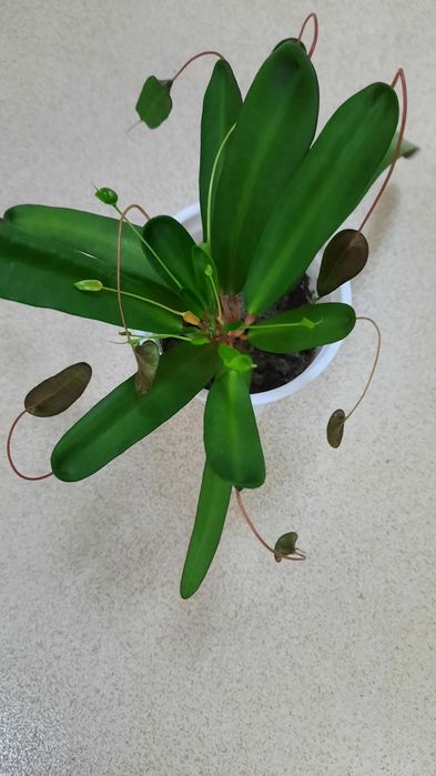 Продам цветок Кодиеум