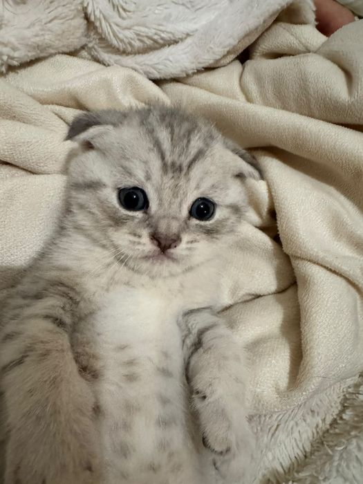 Шотландские Вислоухие и Прямоухие котята