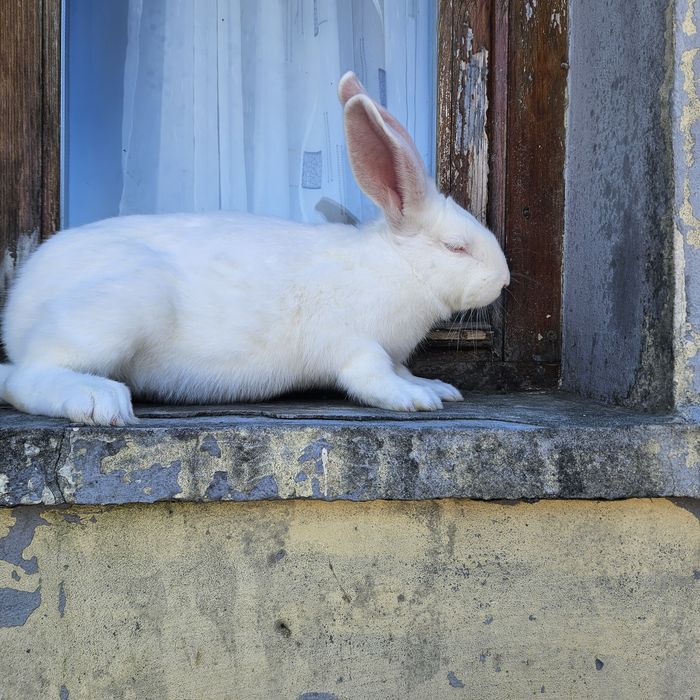 Зайци за разплод