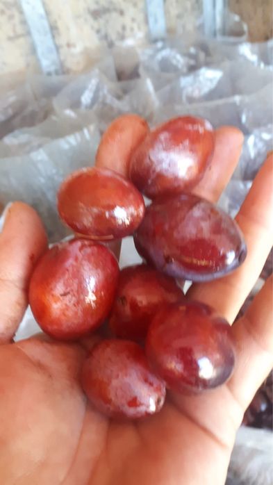 Vand prune pentru tuica