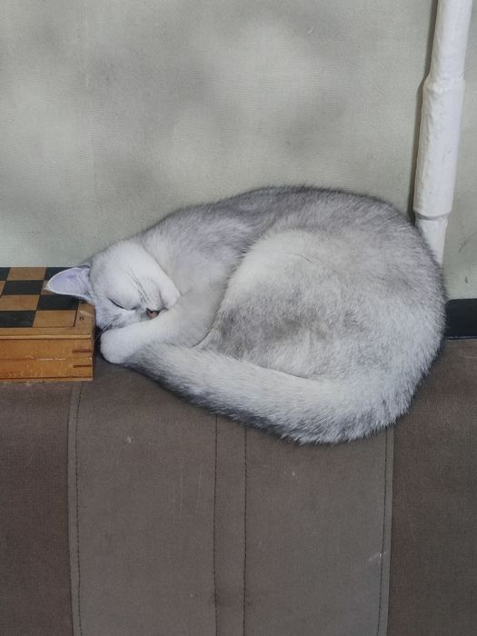 Серебристый шиншилла девочка