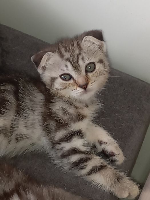 Продам котят скоттиш страйт и скоттиш фолд.