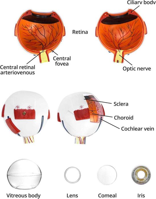 Ko‘z mulaj. Глаз анатомический муляж