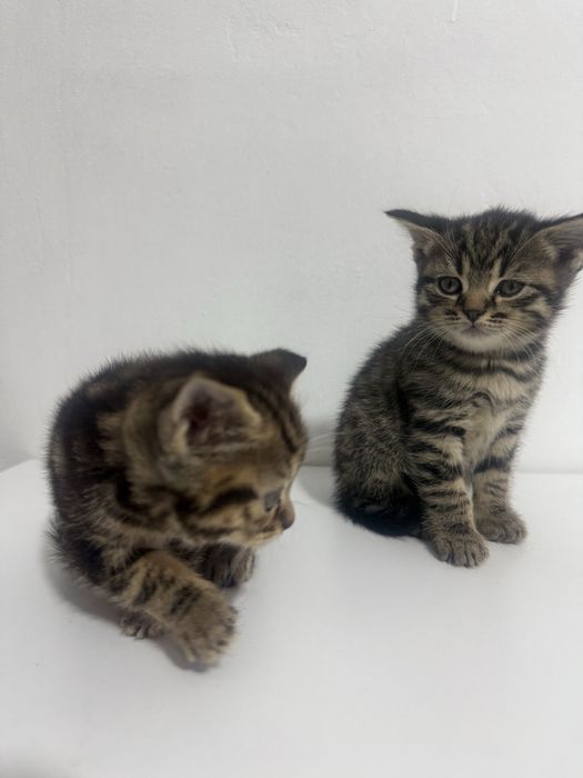 Британские котята