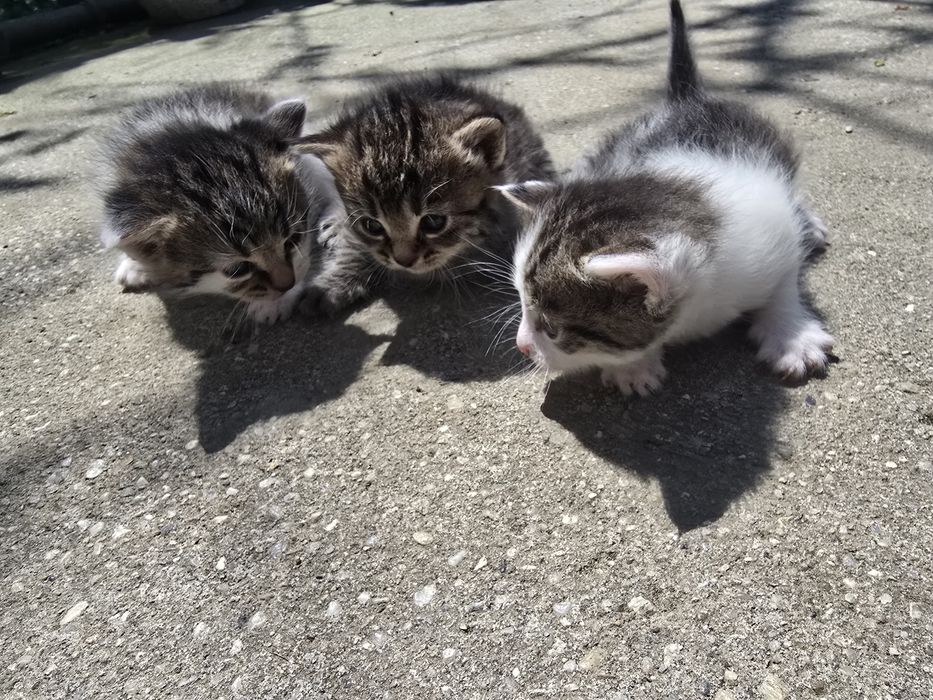 pui de pisică spre ADOPȚIE!!
