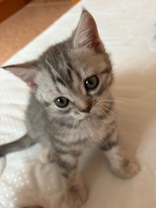 Продам котенок девочка
