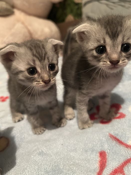 Вислоухая котята