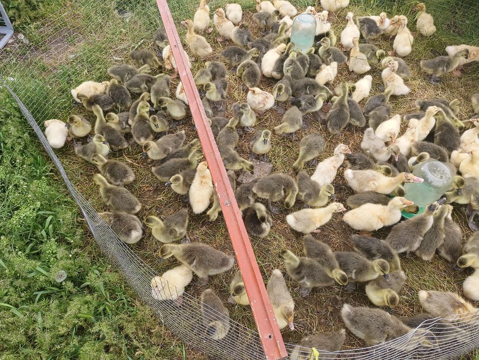 Продам.  гусать крупни сери
