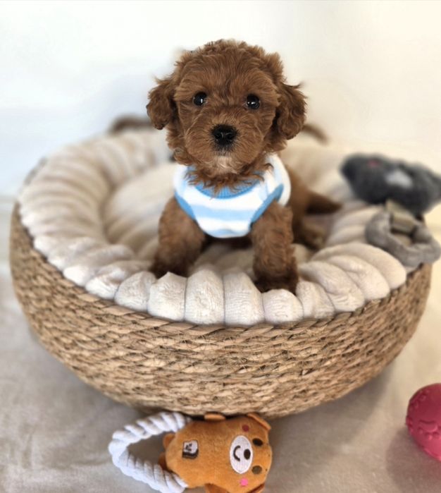 Пудел той Poodle toy /Maltipoo Малтипу
