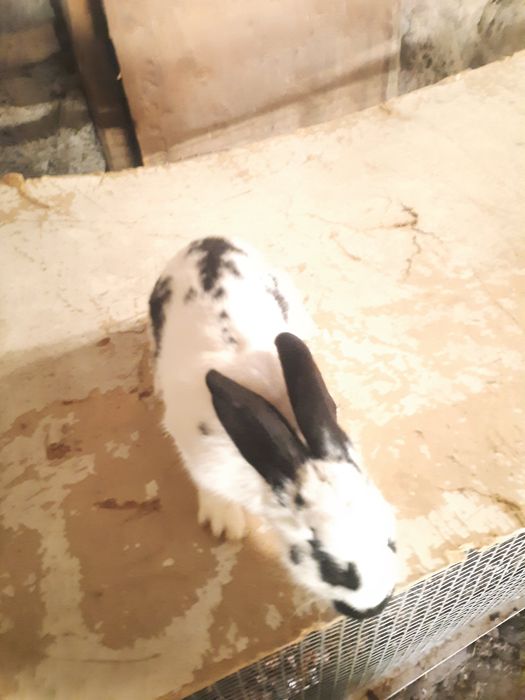 Кролики домашние