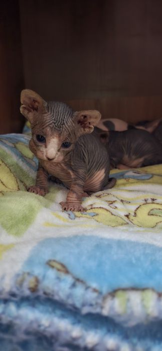 Котята канадского сфинкс!