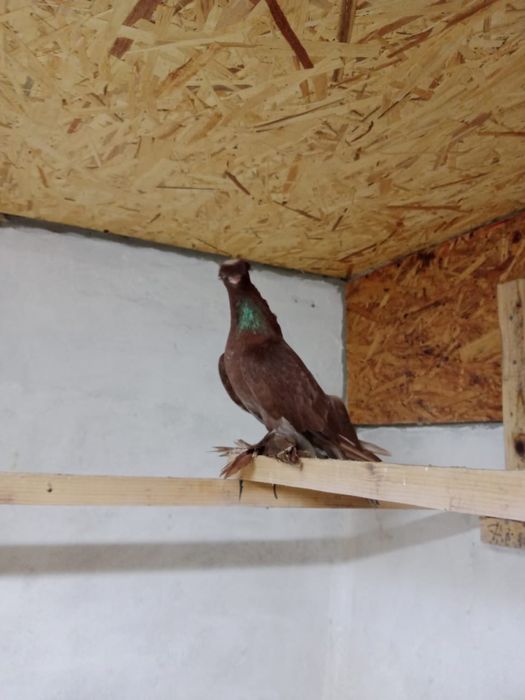 Продам   голубей