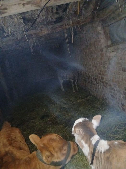 Сиыр корова с телёнок