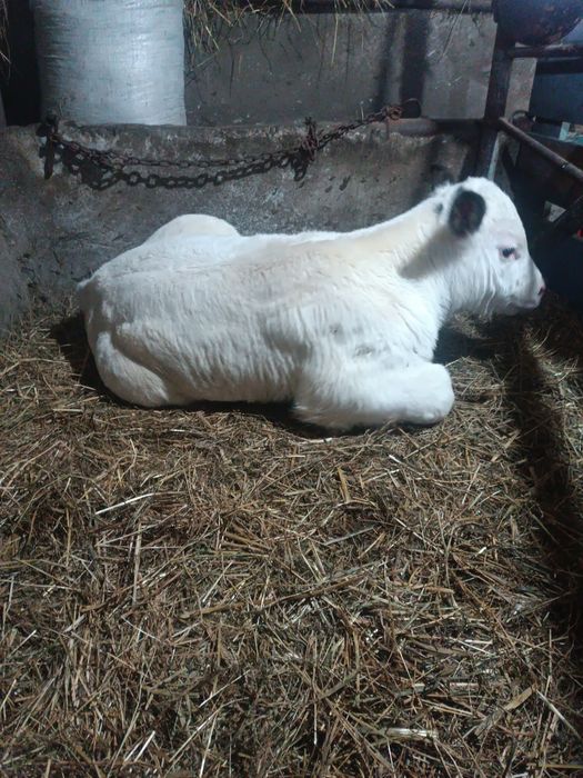 Vând vițel belgian