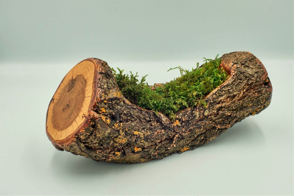 Дърво, аранжирано с горски мъх