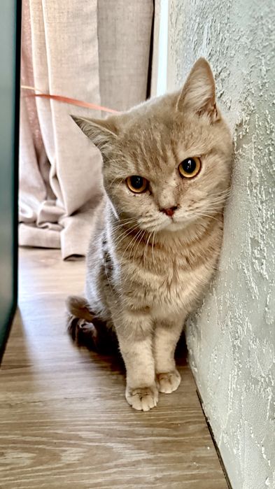 Котик Лилуша ищет семью