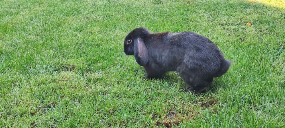 Порода "баран карлик" куён сотилади. Эркак, 6 ойли, соглом.