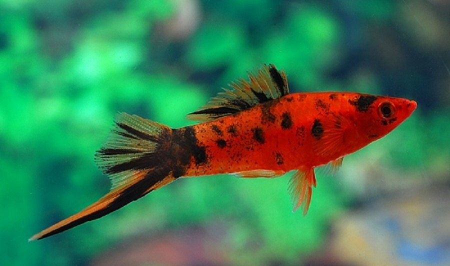 Продам Меченосцев.