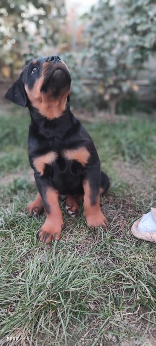 Щенок ротвейлера