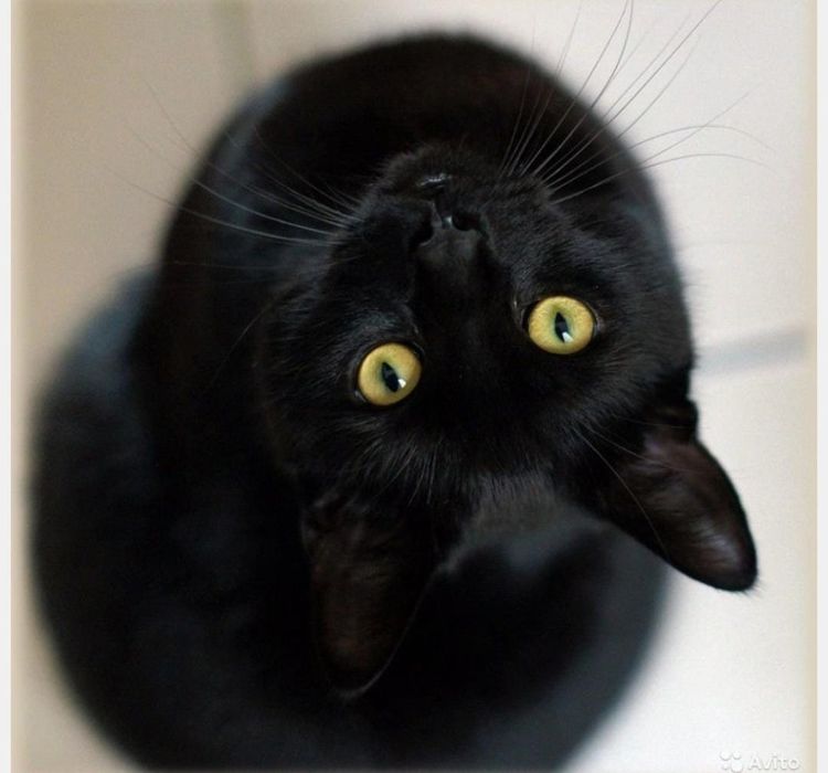 Отдам кошку в добрые руки с приданным в добрые руки