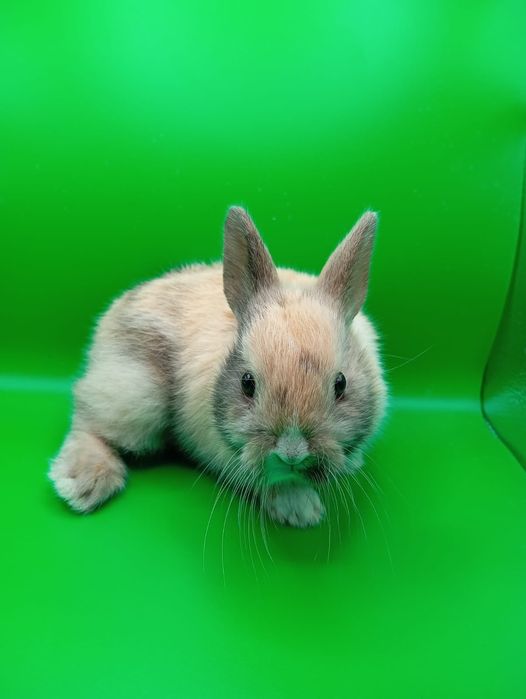 Кролики декоративные минник