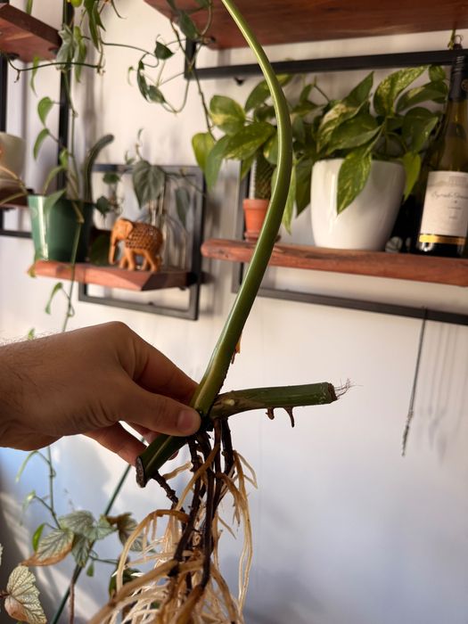 ВАРИЕГАТНА монстера/ резник/