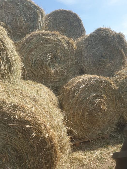 Baloti rotunzi fan 120x120