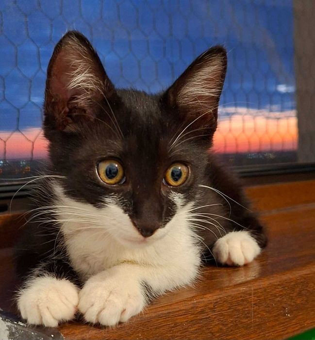 Adoptie pui de pisica motanel,ioachim