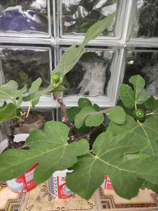 Pui de Smochin - Ficus Carica