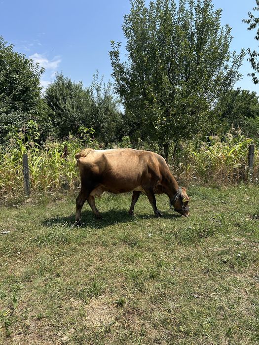 Vaca cu vitel !!